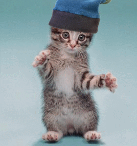 mon chat lol